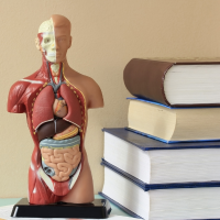 Fisiología de la MTCH