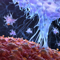 Cosmetología y sistema tegumentario